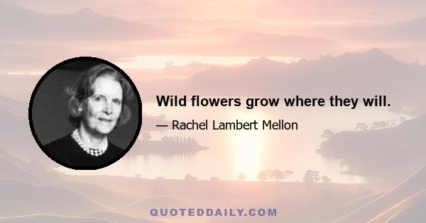 Wild flowers grow where they will.