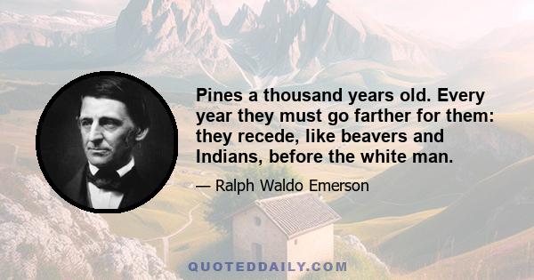 Pines a thousand years old. Every year they must go farther for them: they recede, like beavers and Indians, before the white man.