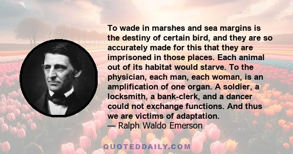 To wade in marshes and sea margins is the destiny of certain bird, and they are so accurately made for this that they are imprisoned in those places. Each animal out of its habitat would starve. To the physician, each