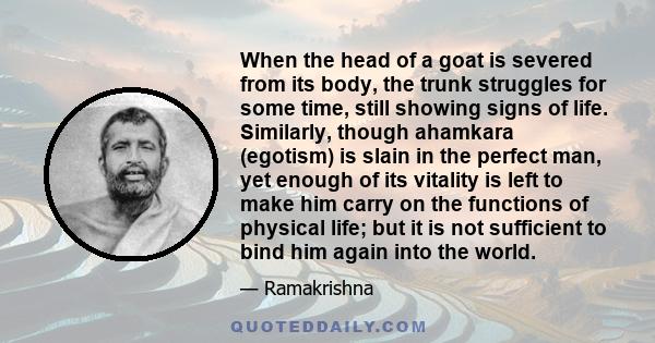 When the head of a goat is severed from its body, the trunk struggles for some time, still showing signs of life. Similarly, though ahamkara (egotism) is slain in the perfect man, yet enough of its vitality is left to