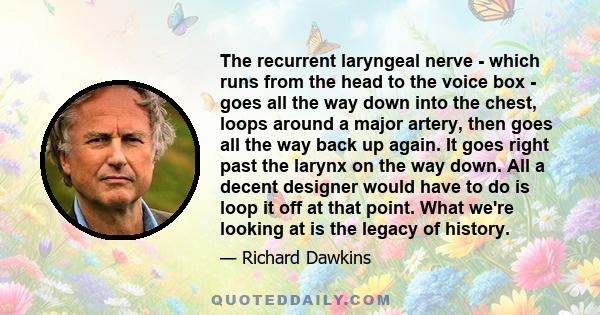 The recurrent laryngeal nerve - which runs from the head to the voice box - goes all the way down into the chest, loops around a major artery, then goes all the way back up again. It goes right past the larynx on the