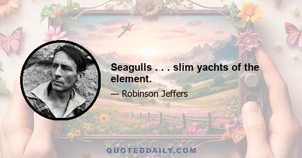 Seagulls . . . slim yachts of the element.