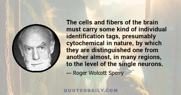 The cells and fibers of the brain must carry some kind of individual identification tags, presumably cytochemical in nature, by which they are distinguished one from another almost, in many regions, to the level of the