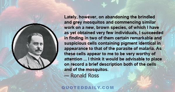 Lately, however, on abandoning the brindled and grey mosquitos and commencing similar work on a new, brown species, of which I have as yet obtained very few individuals, I succeeded in finding in two of them certain