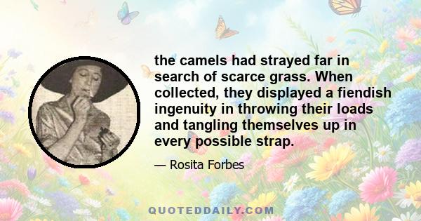 the camels had strayed far in search of scarce grass. When collected, they displayed a fiendish ingenuity in throwing their loads and tangling themselves up in every possible strap.