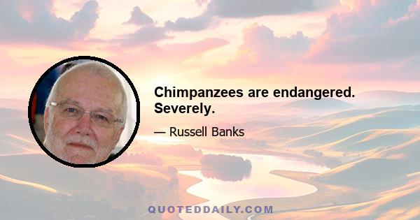 Chimpanzees are endangered. Severely.