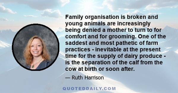 Family organisation is broken and young animals are increasingly being denied a mother to turn to for comfort and for grooming. One of the saddest and most pathetic of farm practices - inevitable at the present time for 