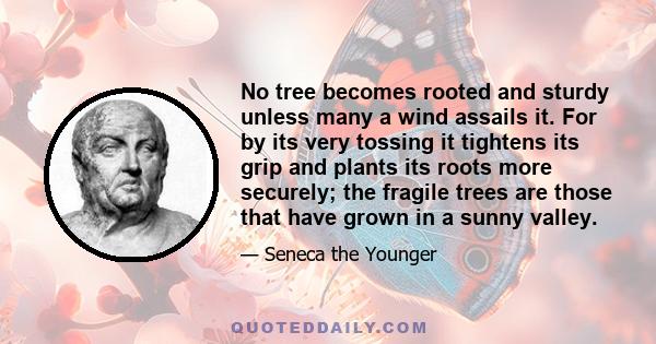 No tree becomes rooted and sturdy unless many a wind assails it. For by its very tossing it tightens its grip and plants its roots more securely; the fragile trees are those that have grown in a sunny valley.