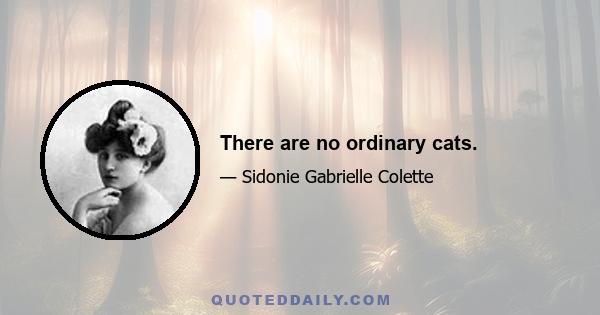 There are no ordinary cats.