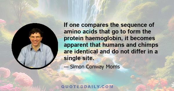 If one compares the sequence of amino acids that go to form the protein haemoglobin, it becomes apparent that humans and chimps are identical and do not differ in a single site.