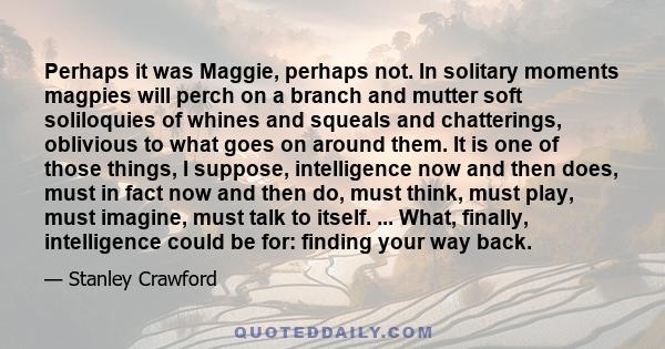 Perhaps it was Maggie, perhaps not. In solitary moments magpies will perch on a branch and mutter soft soliloquies of whines and squeals and chatterings, oblivious to what goes on around them. It is one of those things, 