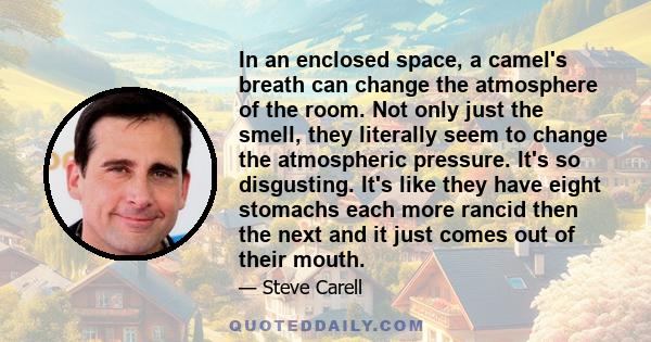 In an enclosed space, a camel's breath can change the atmosphere of the room. Not only just the smell, they literally seem to change the atmospheric pressure. It's so disgusting. It's like they have eight stomachs each