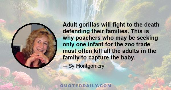 Adult gorillas will fight to the death defending their families. This is why poachers who may be seeking only one infant for the zoo trade must often kill all the adults in the family to capture the baby.