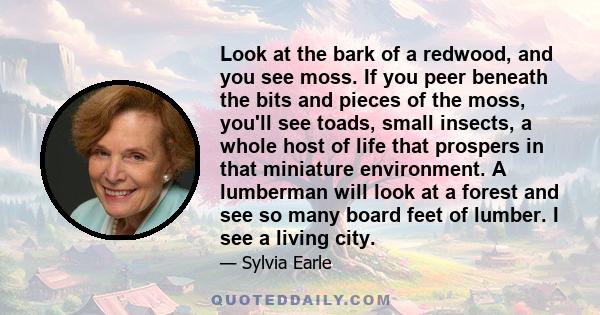 Look at the bark of a redwood, and you see moss. If you peer beneath the bits and pieces of the moss, you'll see toads, small insects, a whole host of life that prospers in that miniature environment. A lumberman will