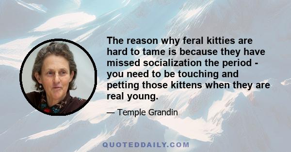 The reason why feral kitties are hard to tame is because they have missed socialization the period - you need to be touching and petting those kittens when they are real young.