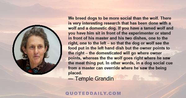 We breed dogs to be more social than the wolf. There is very interesting research that has been done with a wolf and a domestic dog. If you have a tamed wolf and you have him sit in front of the experimenter or stand in 