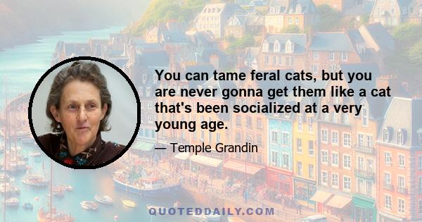 You can tame feral cats, but you are never gonna get them like a cat that's been socialized at a very young age.