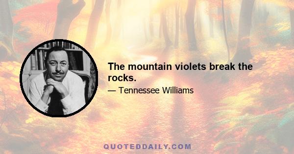 The mountain violets break the rocks.