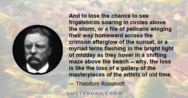 And to lose the chance to see frigatebirds soaring in circles above the storm, or a file of pelicans winging their way homeward across the crimson afterglow of the sunset, or a myriad terns flashing in the bright light