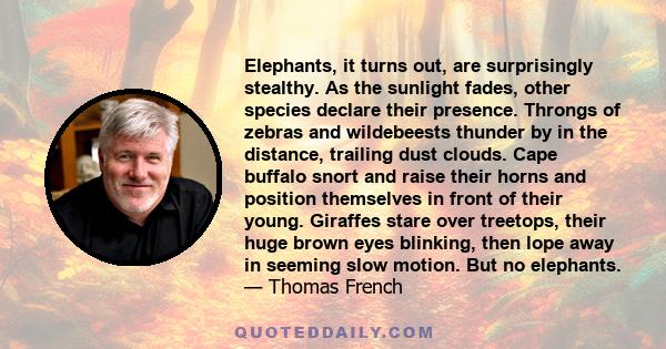 Elephants, it turns out, are surprisingly stealthy. As the sunlight fades, other species declare their presence. Throngs of zebras and wildebeests thunder by in the distance, trailing dust clouds. Cape buffalo snort and 