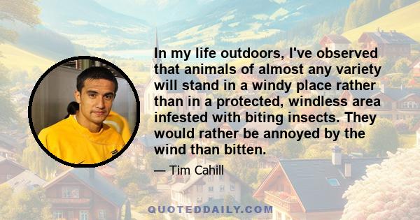 In my life outdoors, I've observed that animals of almost any variety will stand in a windy place rather than in a protected, windless area infested with biting insects. They would rather be annoyed by the wind than