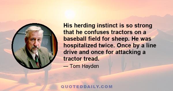 His herding instinct is so strong that he confuses tractors on a baseball field for sheep. He was hospitalized twice. Once by a line drive and once for attacking a tractor tread.