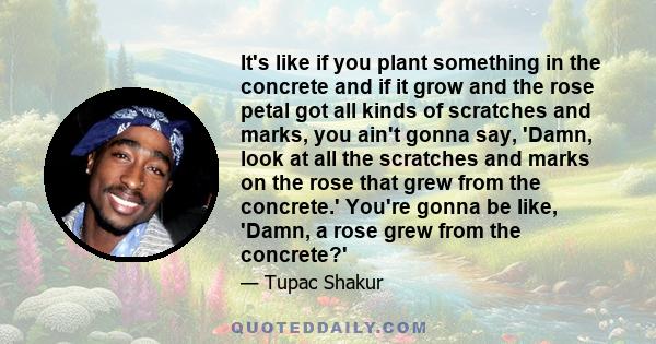 It's like if you plant something in the concrete and if it grow and the rose petal got all kinds of scratches and marks, you ain't gonna say, 'Damn, look at all the scratches and marks on the rose that grew from the