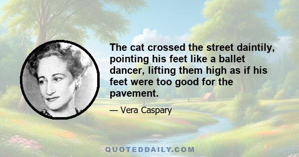 The cat crossed the street daintily, pointing his feet like a ballet dancer, lifting them high as if his feet were too good for the pavement.