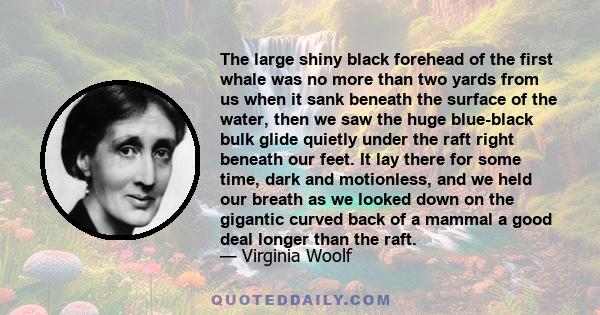 The large shiny black forehead of the first whale was no more than two yards from us when it sank beneath the surface of the water, then we saw the huge blue-black bulk glide quietly under the raft right beneath our