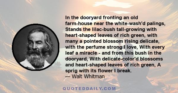 In the dooryard fronting an old farm-house near the white-wash'd palings, Stands the lilac-bush tall-growing with heart-shaped leaves of rich green, with many a pointed blossom rising delicate, with the perfume strong I 