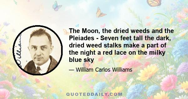 The Moon, the dried weeds and the Pleiades - Seven feet tall the dark, dried weed stalks make a part of the night a red lace on the milky blue sky