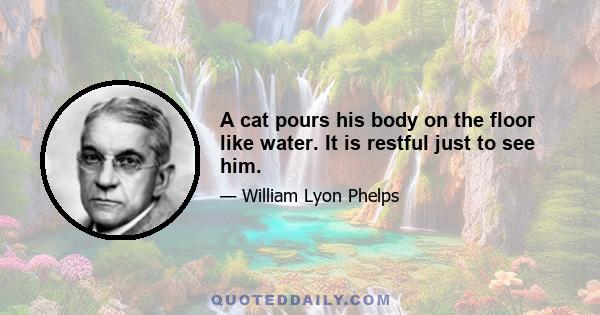 A cat pours his body on the floor like water. It is restful just to see him.