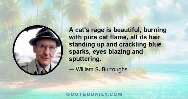 A cat's rage is beautiful, burning with pure cat flame, all its hair standing up and crackling blue sparks, eyes blazing and sputtering.