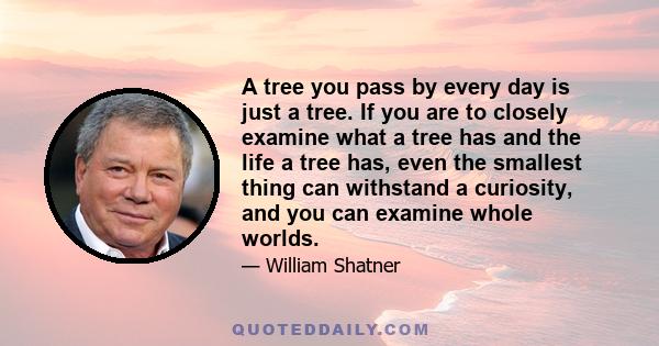 A tree you pass by every day is just a tree. If you are to closely examine what a tree has and the life a tree has, even the smallest thing can withstand a curiosity, and you can examine whole worlds.