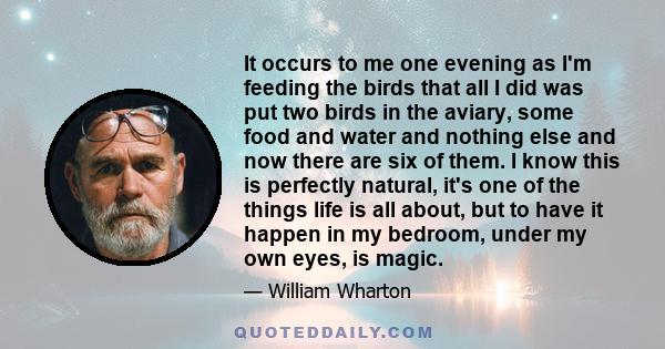 It occurs to me one evening as I'm feeding the birds that all I did was put two birds in the aviary, some food and water and nothing else and now there are six of them. I know this is perfectly natural, it's one of the