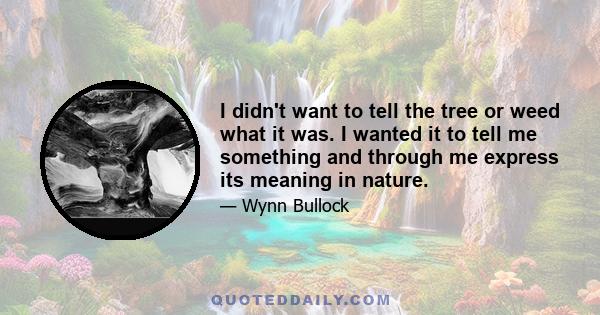 I didn't want to tell the tree or weed what it was. I wanted it to tell me something and through me express its meaning in nature.