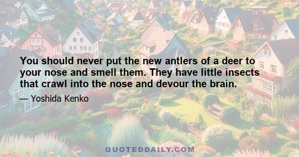 You should never put the new antlers of a deer to your nose and smell them. They have little insects that crawl into the nose and devour the brain.