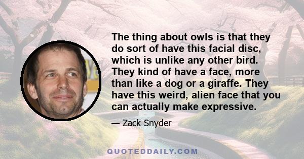 The thing about owls is that they do sort of have this facial disc, which is unlike any other bird. They kind of have a face, more than like a dog or a giraffe. They have this weird, alien face that you can actually