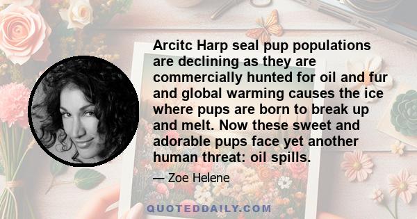 Arcitc Harp seal pup populations are declining as they are commercially hunted for oil and fur and global warming causes the ice where pups are born to break up and melt. Now these sweet and adorable pups face yet